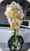 Vanda Edwin Alberto